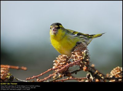 Siskin (Grnsisken / Carduelis spinus)