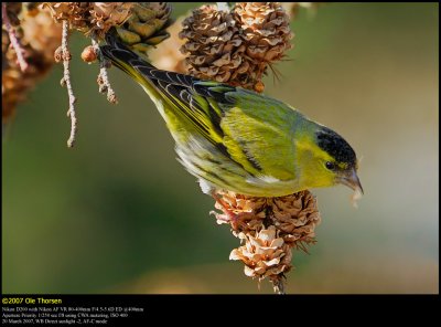 Siskin (Grønsisken / Carduelis spinus)