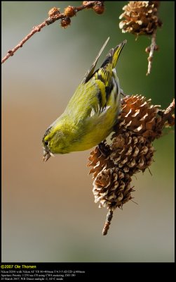 Siskin (Grnsisken / Carduelis spinus)