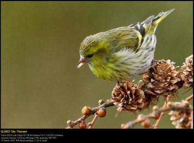 Siskin (Grønsisken / Carduelis spinus) (updated:2007-03-20)
