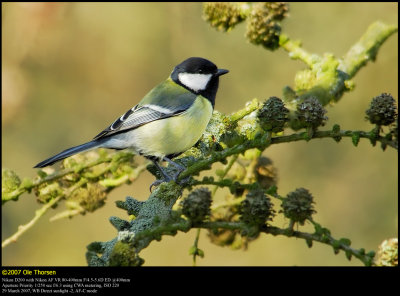 Great Tit (Musvit / Parus major)