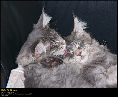 Lurine & Lakiesha as Kittens