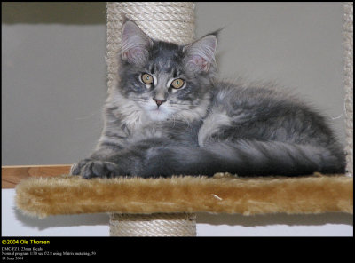 Lurine & Lakiesha as Kittens