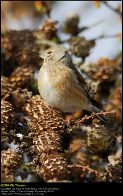 Linnet (Tornirisk / Carduelis cannabina)