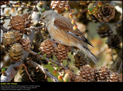 Linnet (Tornirisk / Carduelis cannabina)