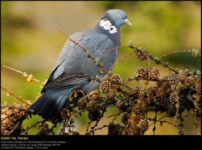 Wood Pigeon (Ringdue / Columba palumbus)