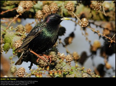 Starling (Str / Sturnus vulgaris)