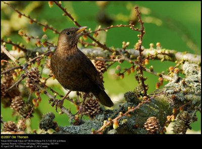 Blackbird (Solsort / Turdus merula)