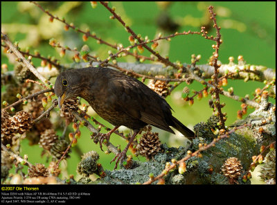 Blackbird (Solsort / Turdus merula)