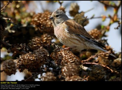 Linnet (Tornirisk / Carduelis cannabina)