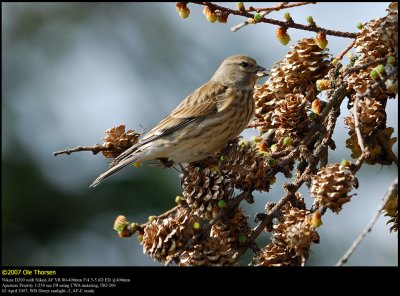 Linnet (Tornirisk / Carduelis cannabina)