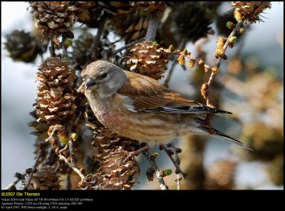 Linnet (Tornirisk / Carduelis cannabina)