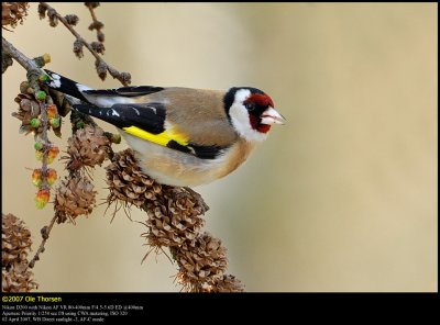 Goldfinch (Stillits / Carduelis carduelis) (updated:2008-06-17)
