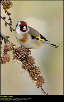 Goldfinch (Stillits / Carduelis carduelis)