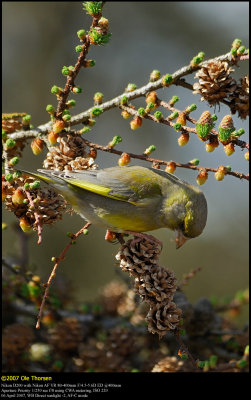 Greenfinch (Grnirisk / Carduelis chloris)