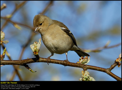 Chaffinch (Bogfinke / Fringilla coelebs)