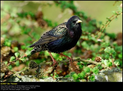 Starling (Str / Sturnus vulgaris)