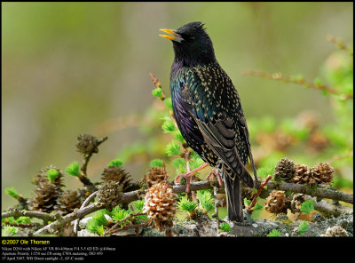 Starling (Str / Sturnus vulgaris)