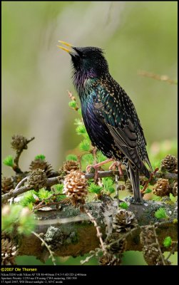 Starling (Str / Sturnus vulgaris)