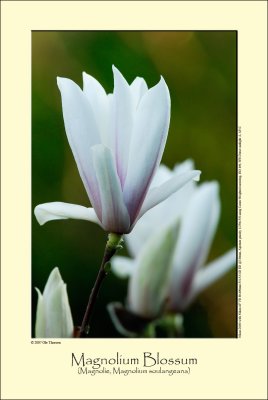 Magnolium Blossom