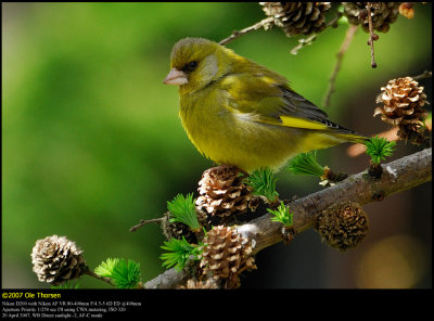 Greenfinch (Grnirisk / Carduelis chloris)