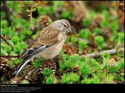 Linnet (Tornirisk / Carduelis cannabina)