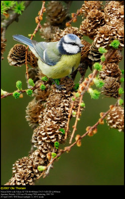 Blue tit (Blåmejse / Cyanistes caeruleus)