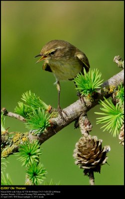 Chiffchaff (Gransanger / Phylloscopus collybita)