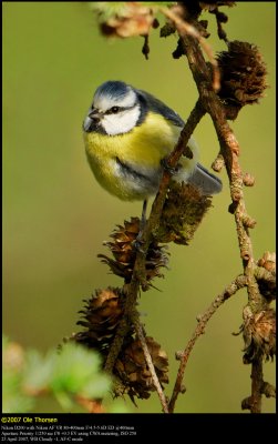 Blue tit (Blåmejse / Cyanistes caeruleus)
