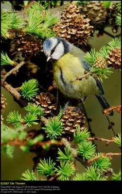 Blue tit (Blåmejse / Cyanistes caeruleus)