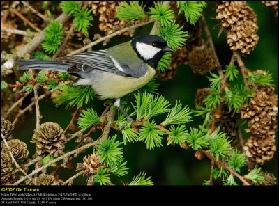 Great Tit (Musvit / Parus major)