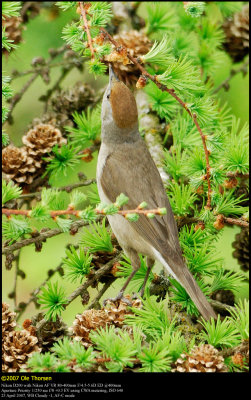 Blackcap (Munk / Sylvia atricapilla)