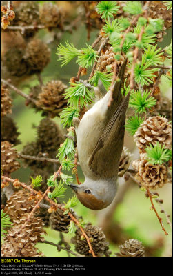 Blackcap (Munk / Sylvia atricapilla)