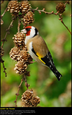 Goldfinch (Stillits / Carduelis carduelis)