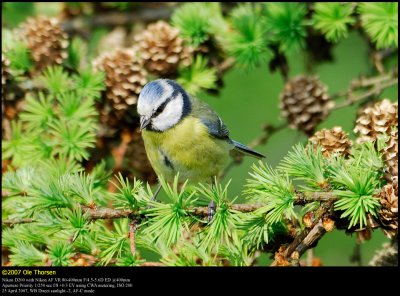 Blue tit (Blmejse / Cyanistes caeruleus)