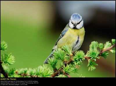 Blue tit (Blåmejse / Cyanistes caeruleus)