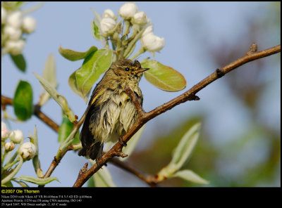 Chiffchaff (Gransanger / Phylloscopus collybita)