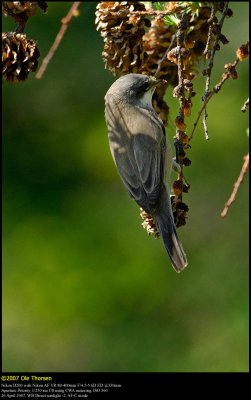 Lesser Whitethroat (Grdesanger / Sylvia Curruca)