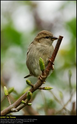 House Sparrow (Gråspurv / Passer domesticus)