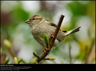House Sparrow (Grspurv / Passer domesticus)