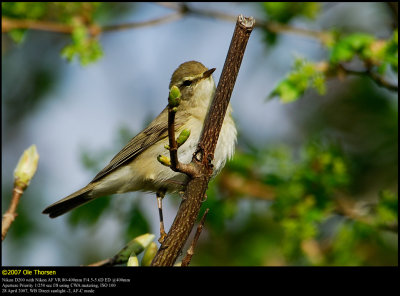 Chiffchaff (Gransanger / Phylloscopus collybita)