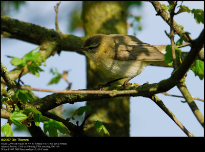 Chiffchaff (Gransanger / Phylloscopus collybita)