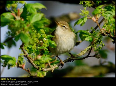 Chiffchaff (Gransanger / Phylloscopus collybita)