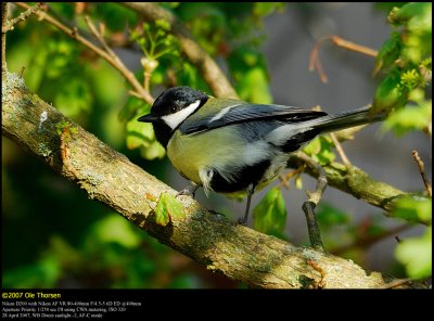 Great Tit (Musvit / Parus major)