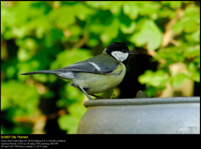 Great Tit (Musvit / Parus major)