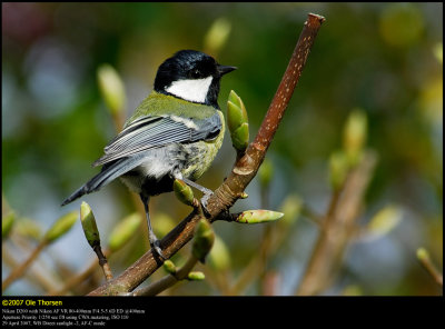 Great Tit (Musvit / Parus major)