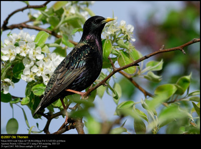 Starling (Str / Sturnus vulgaris)