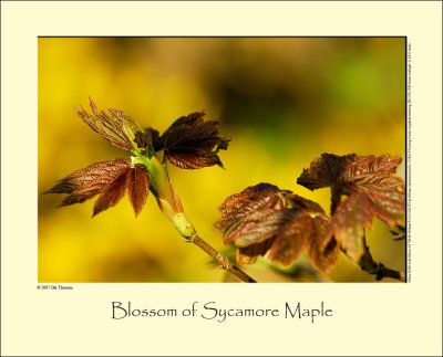 Blossom of Sycamore Maple