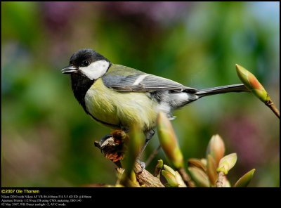 Great Tit (Musvit / Parus major)