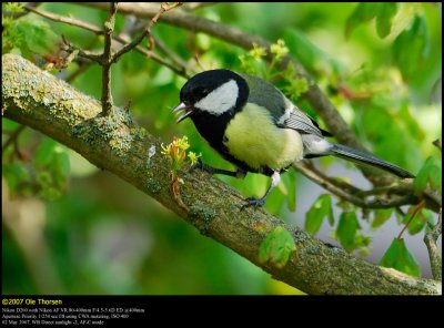 Great Tit (Musvit / Parus major)